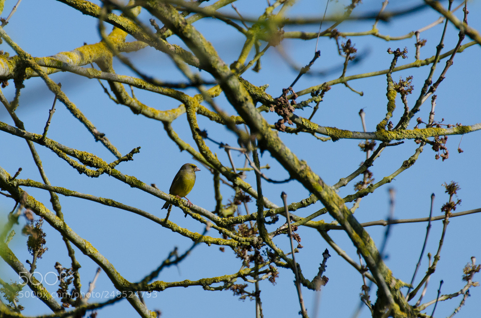 Nikon D5100 sample photo. Verdier d'europe photography