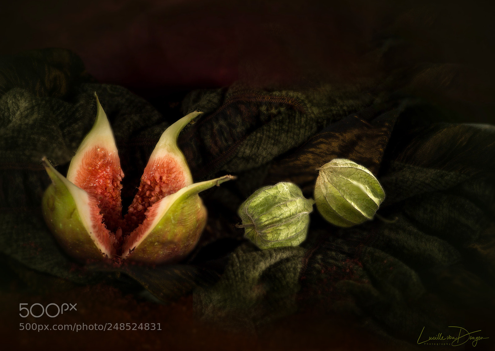 Nikon D610 sample photo. Fig and physalis photography