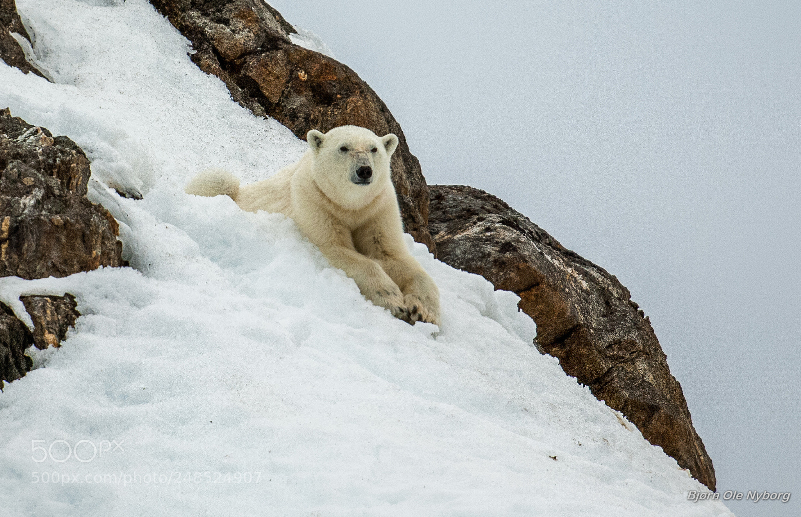 Nikon D2X sample photo. Polar bear photography