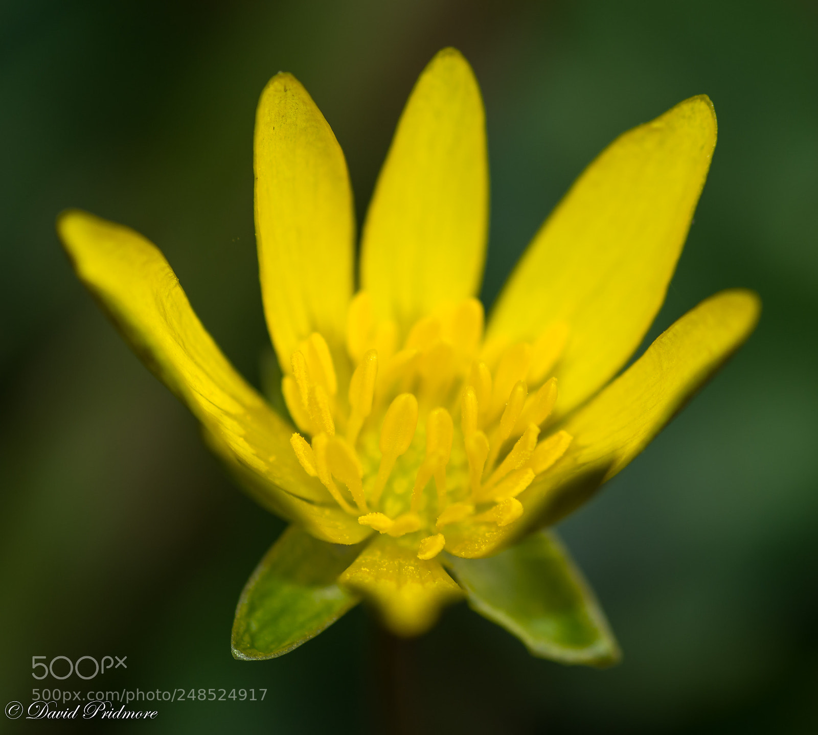 Nikon D7200 sample photo. Yellow photography