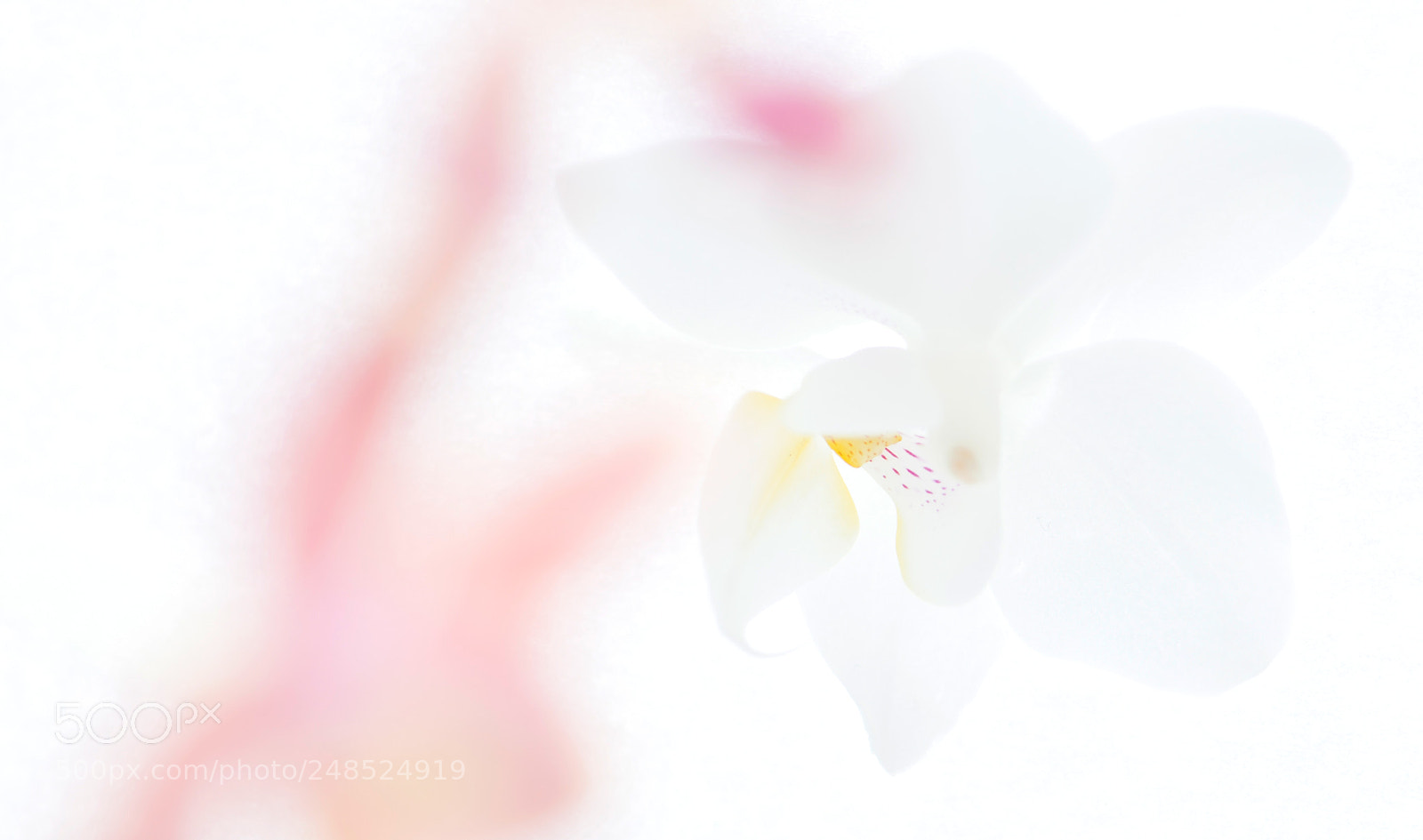 Nikon D800 sample photo. Orchids on the windowsill photography