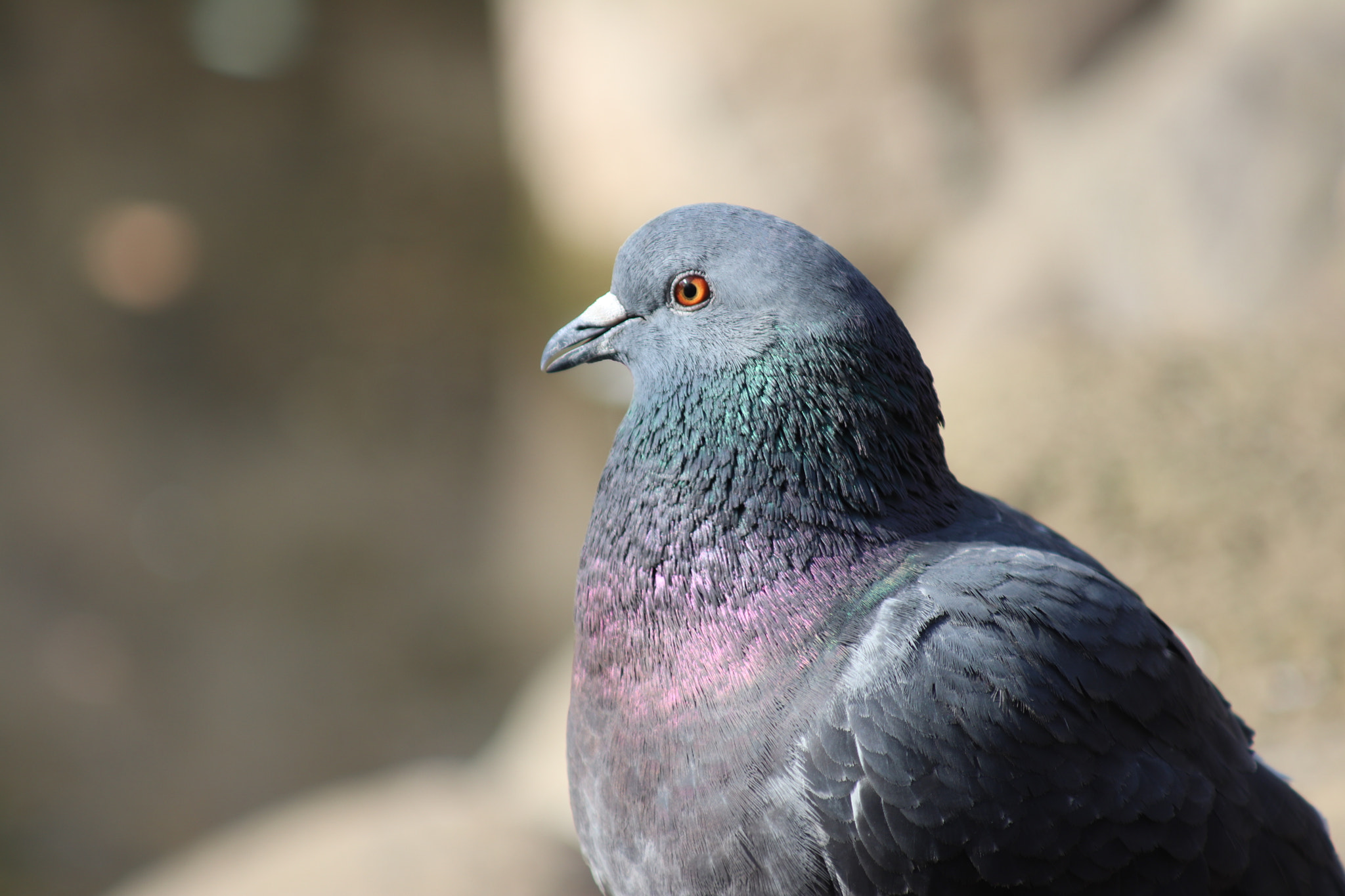 Canon EF 80-200mm f/4.5-5.6 USM sample photo. Pigeon photography