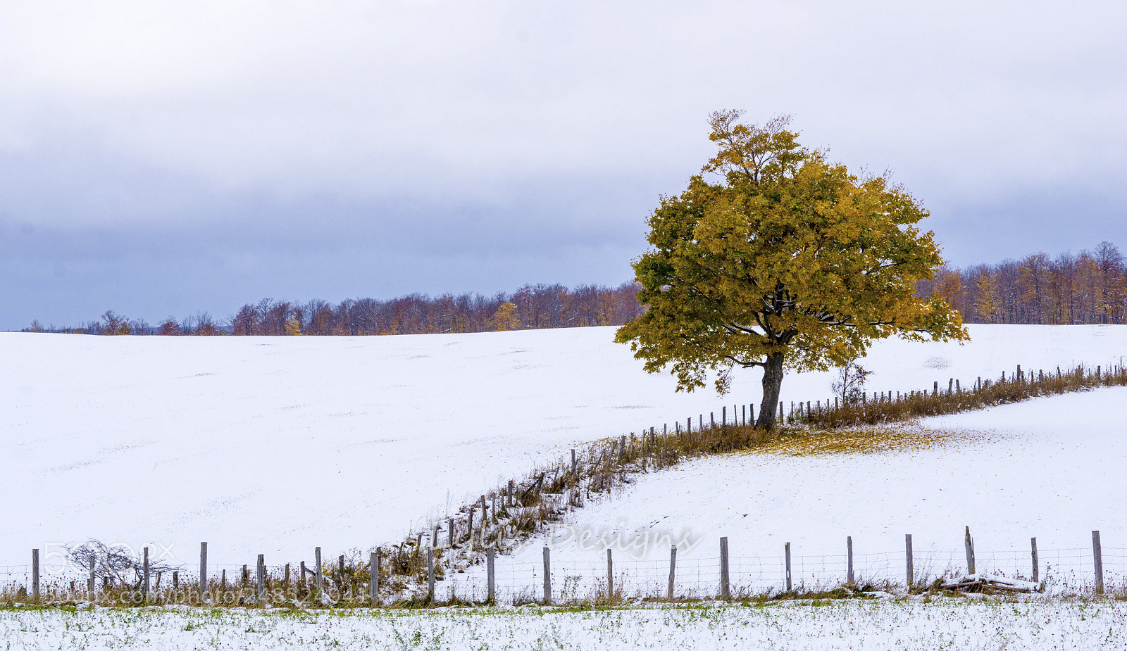Sony a6000 sample photo. Falling into winter photography