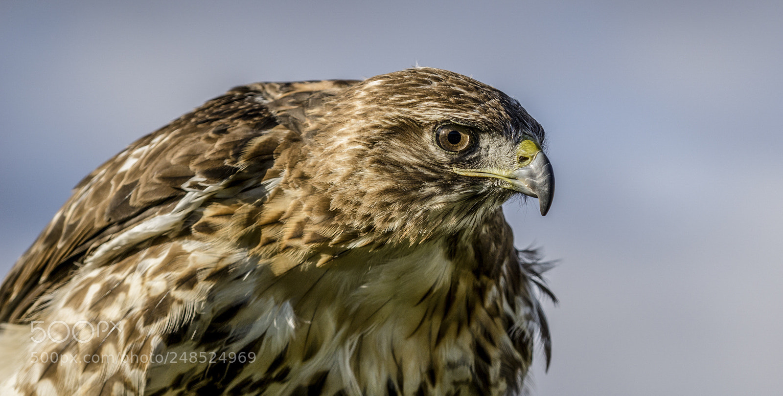 Sony a6000 sample photo. Raptor photography