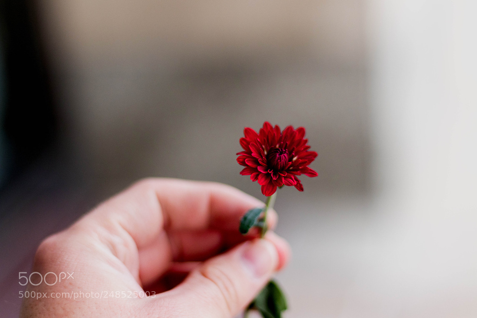 Canon EOS 80D sample photo. Untitled photography