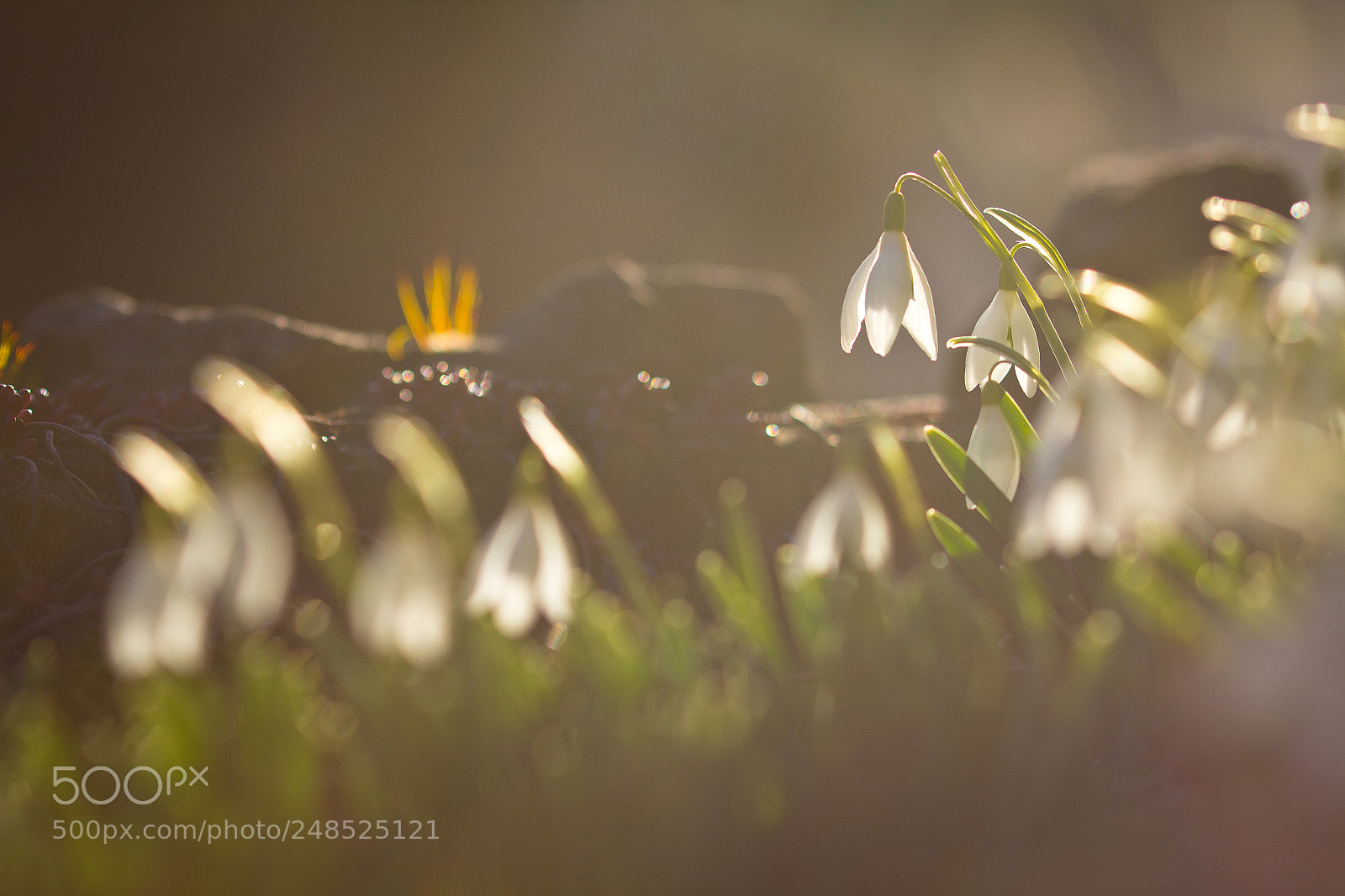 Canon EOS 60D sample photo. Snowdrops photography