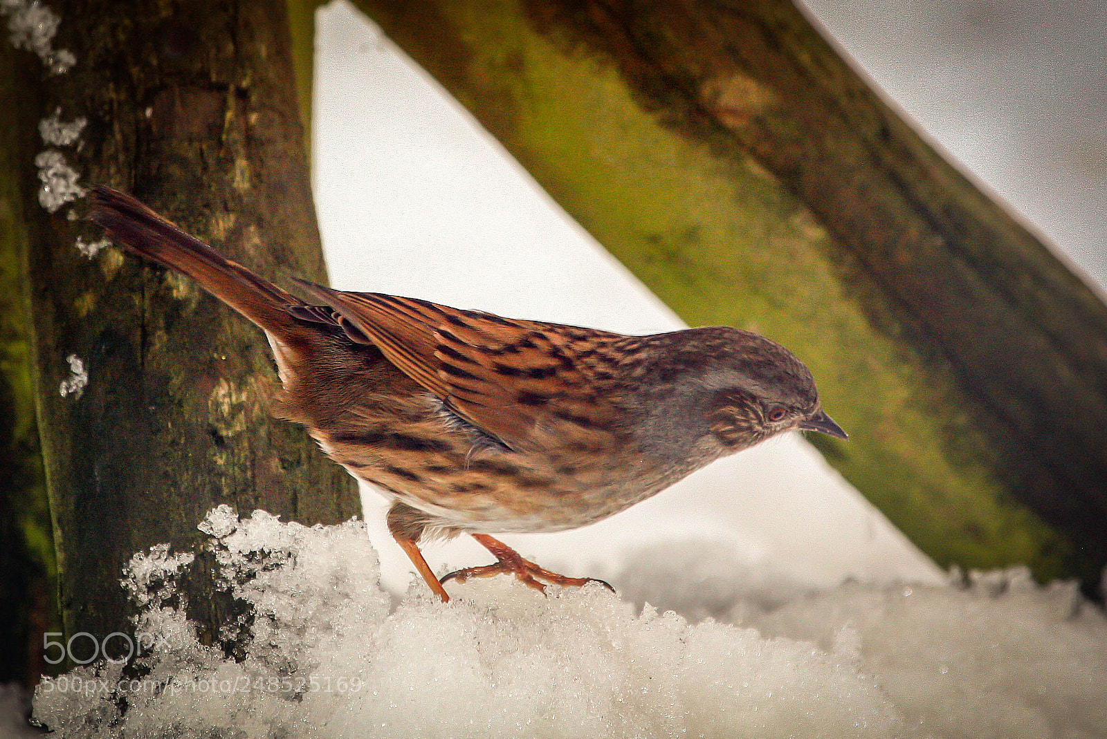Canon EOS 20D sample photo. Dunnock photography