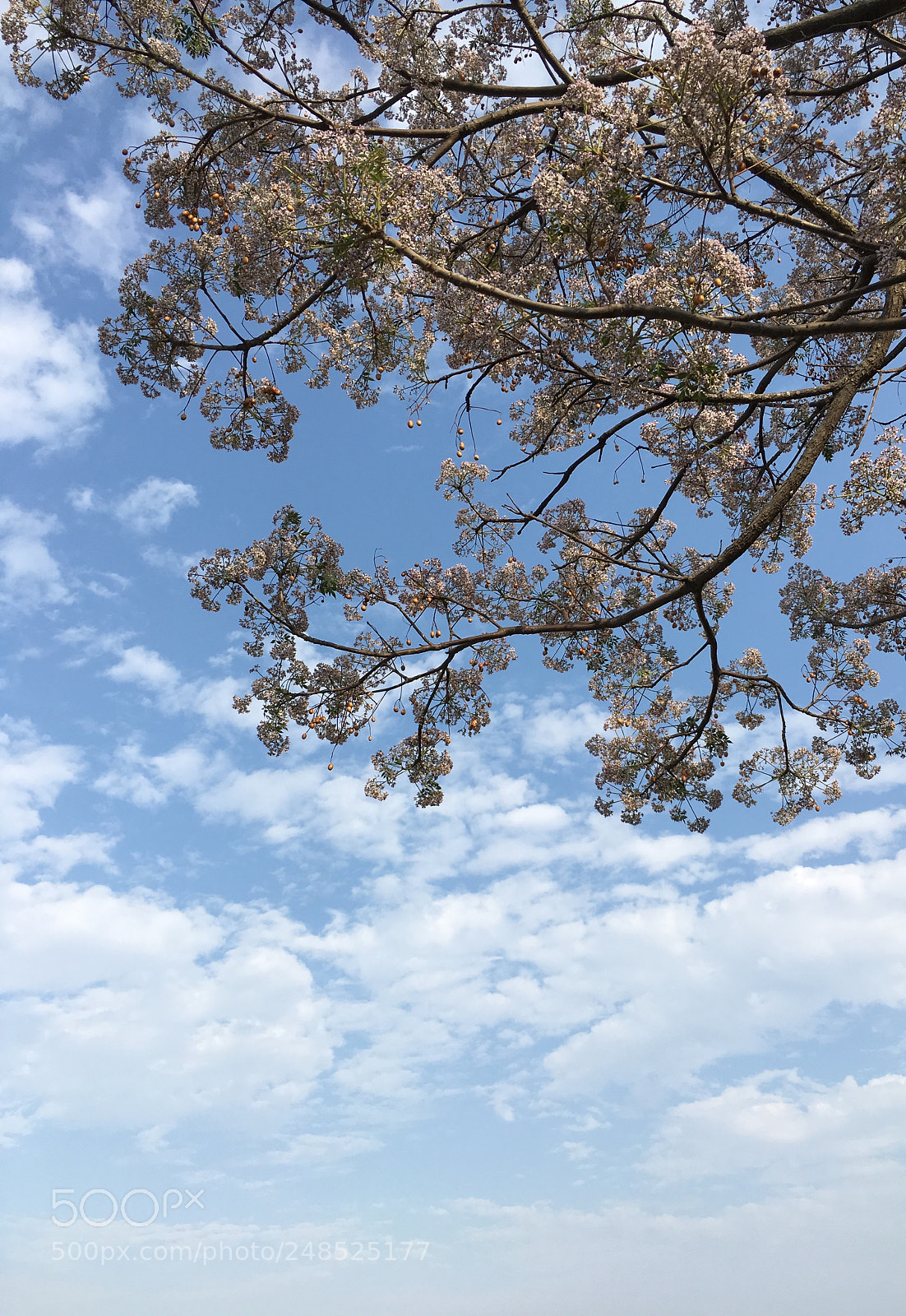 Apple iPhone 6s sample photo. Summer is coming photography