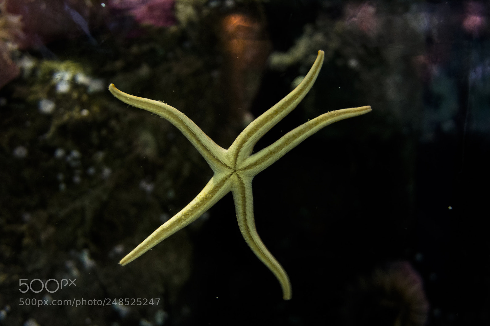 Canon EOS 60D sample photo. Estrela do mar photography