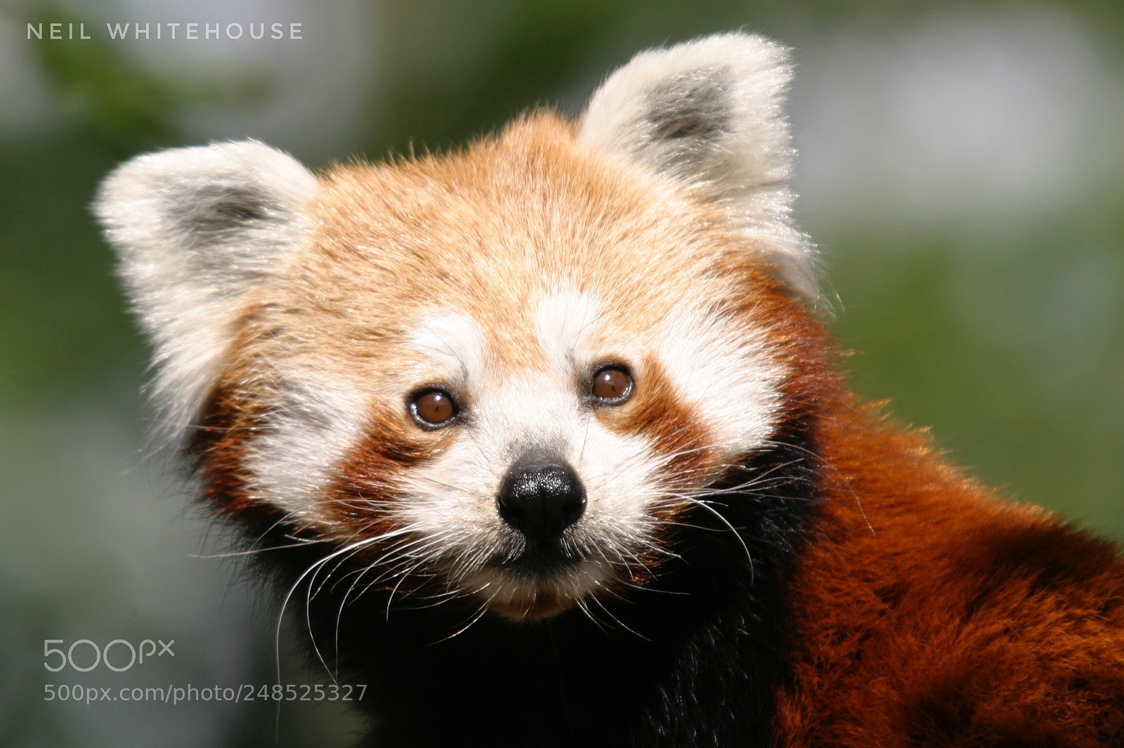 Canon EOS 10D sample photo. Red panda photography