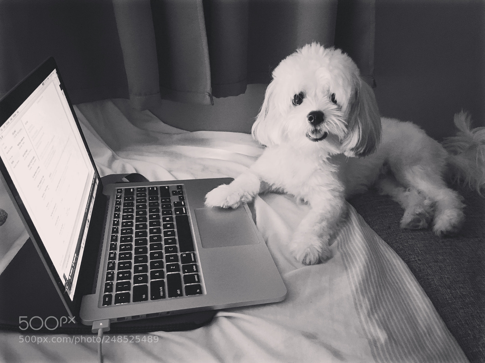 Apple iPhone 6s sample photo. Coool pawfers #soontobeve #staceythemalshi photography