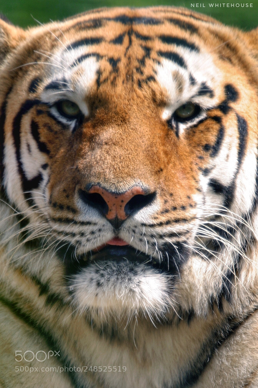 Canon EOS 10D sample photo. Tiger close up photography