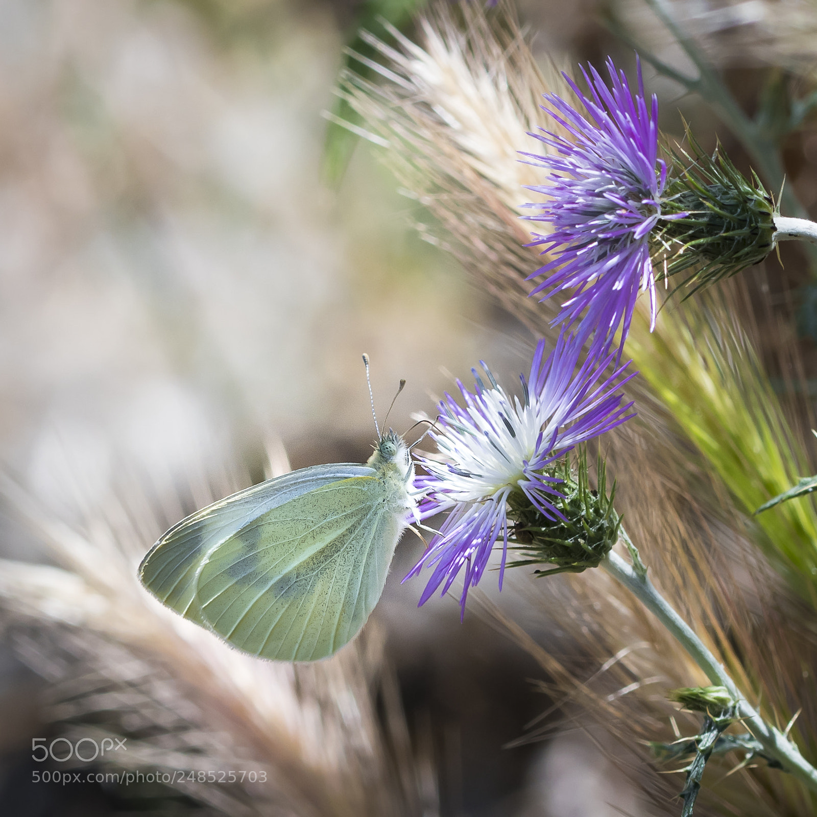 Nikon D500 sample photo. Pieris rapae photography