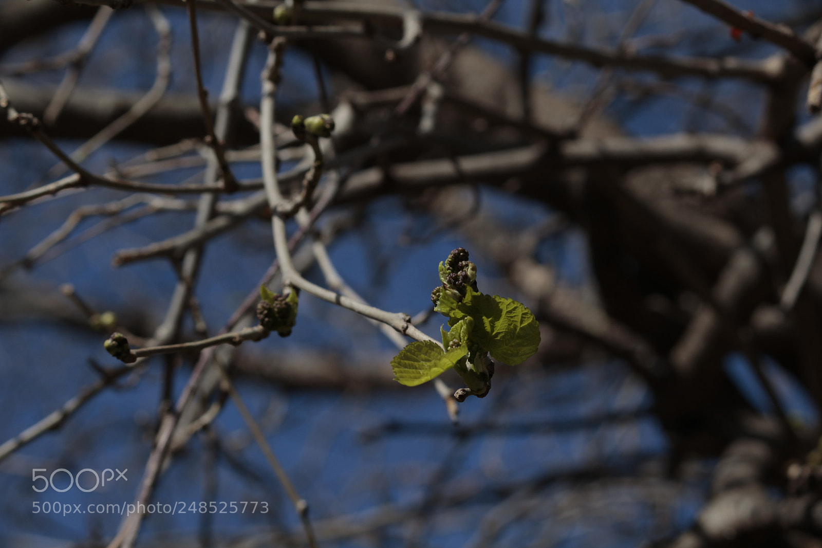 Canon EF-S 55-250mm F4-5.6 IS II sample photo. Untitled photography