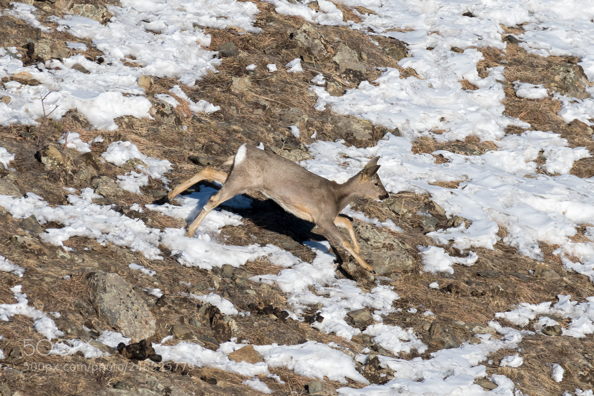 Nikon D500 sample photo. Deer photography