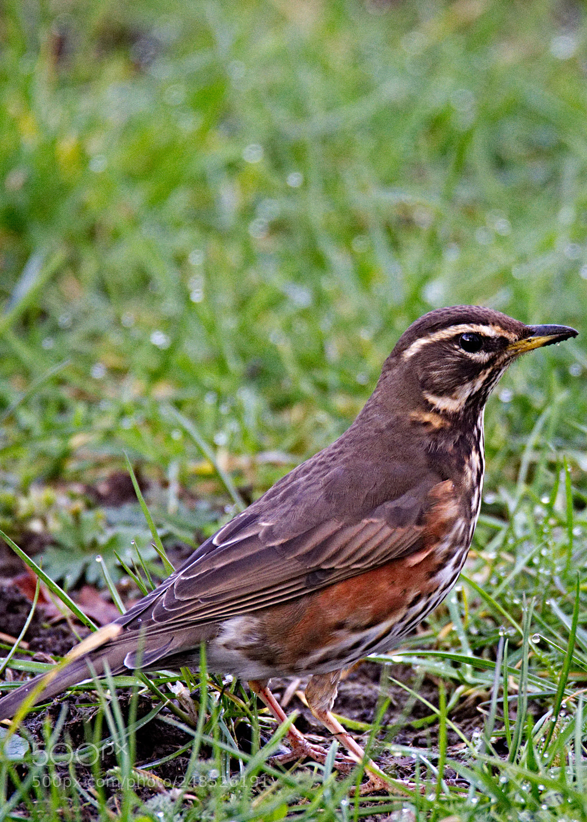 Nikon D7100 sample photo. Redwing photography