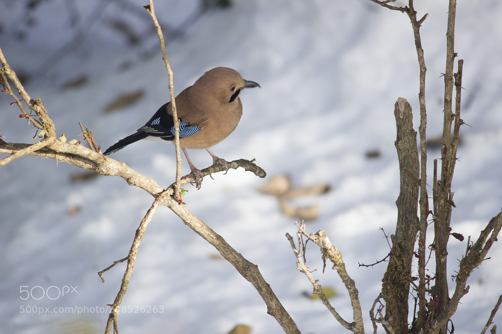 Canon EOS 600D (Rebel EOS T3i / EOS Kiss X5) sample photo. Jay photography