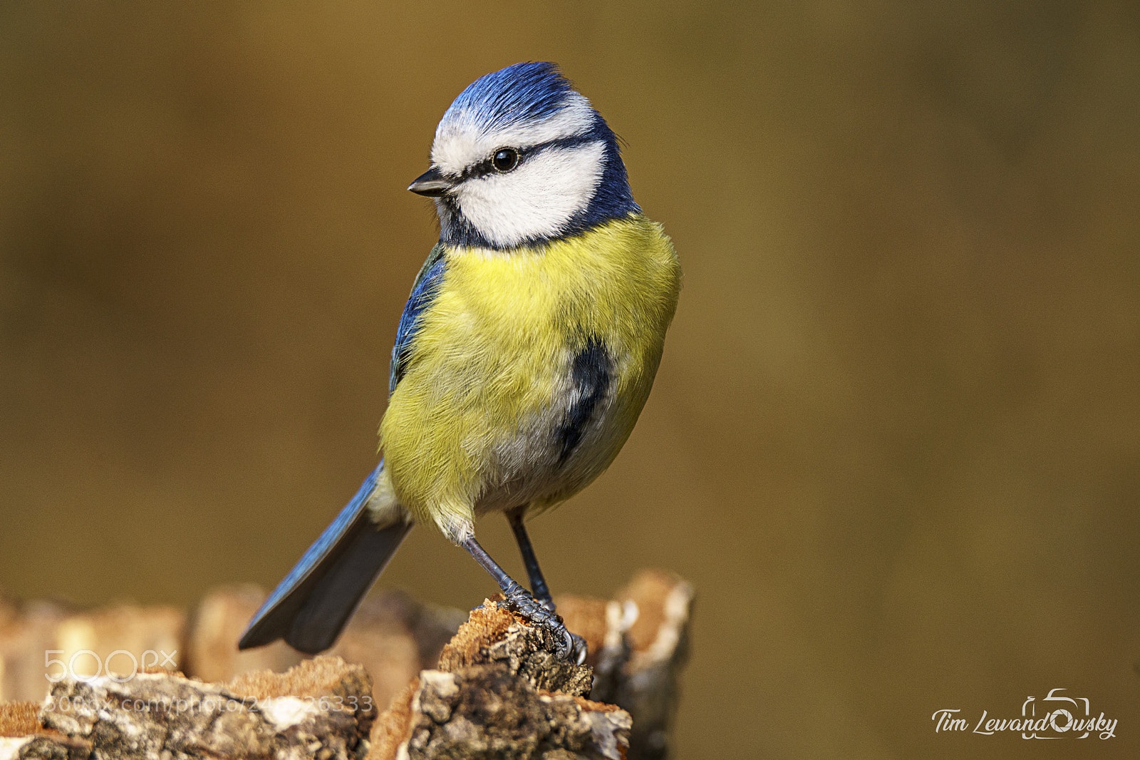 Sony ILCA-77M2 sample photo. Blaumeise - cyanistes caeruleus photography