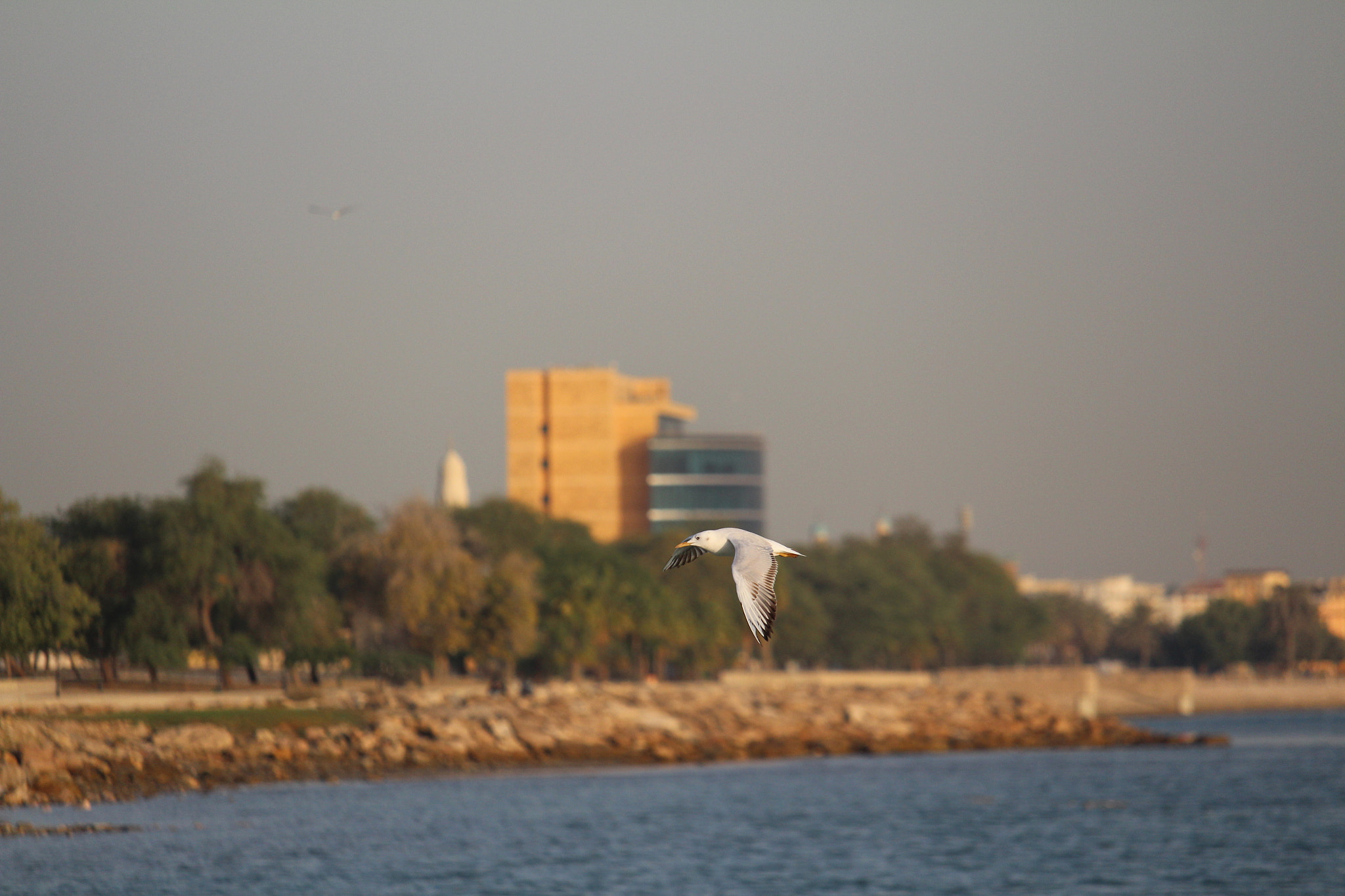 Canon EF-S 55-250mm F4-5.6 IS STM sample photo. Seagull at the focus photography