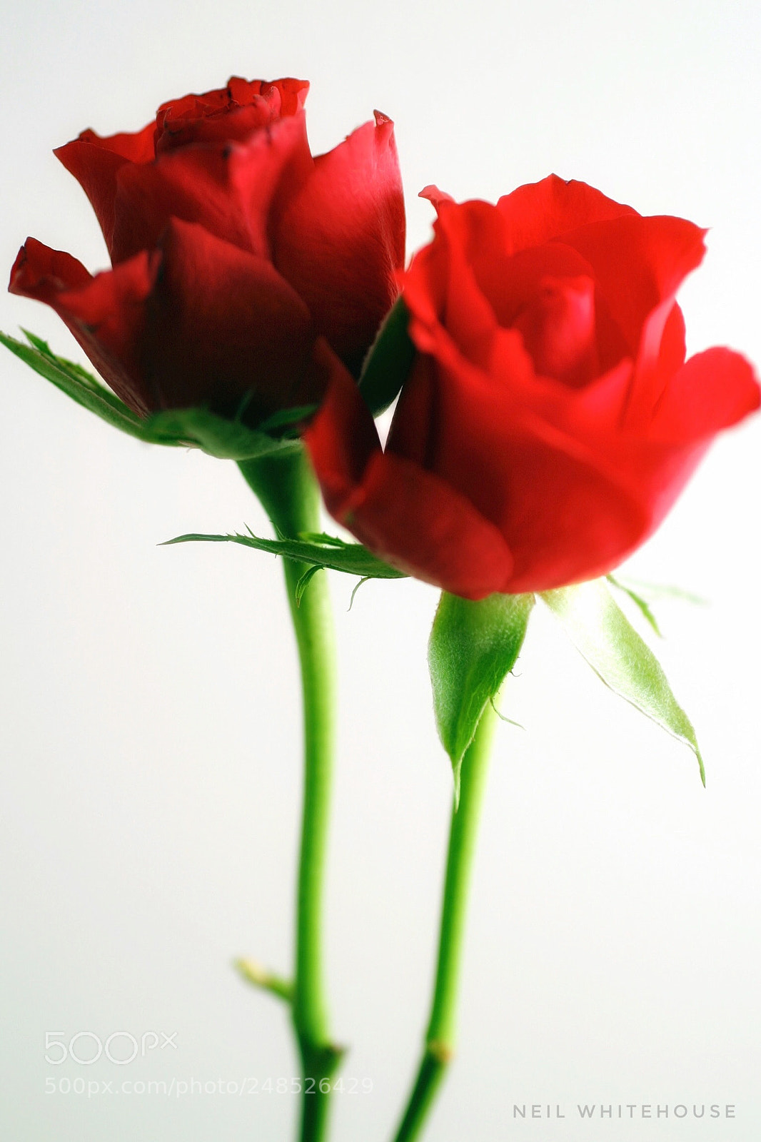 Canon EOS 10D sample photo. Roses photography