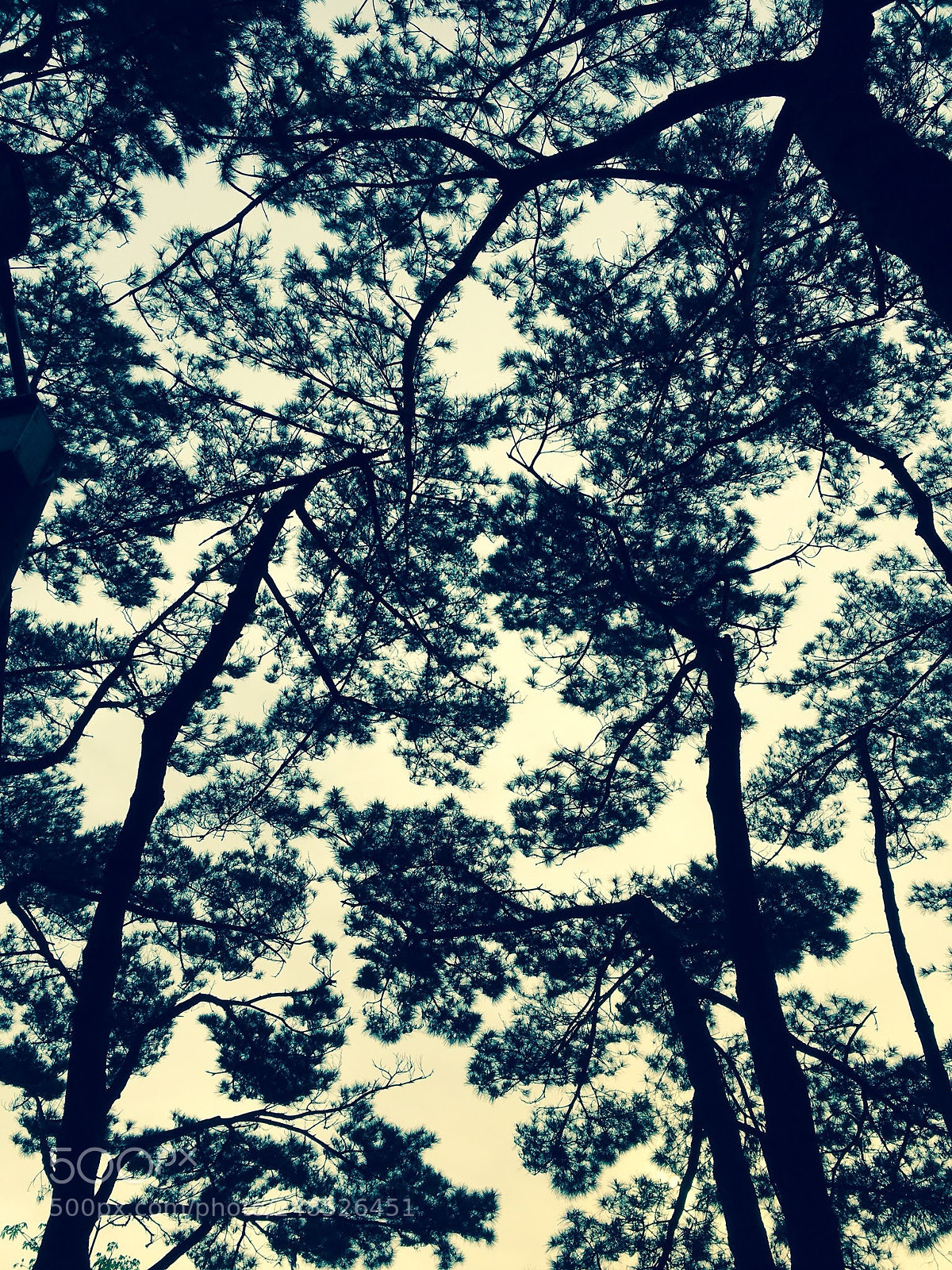 Apple iPhone 6s sample photo. Untitled photography