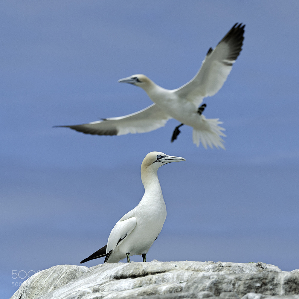Nikon D3X sample photo. Northern gannet (morus bassanus) photography