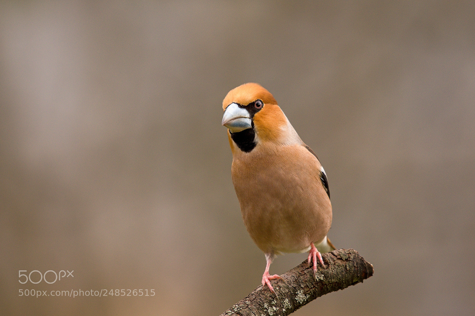Nikon D500 sample photo. Hawfinch photography