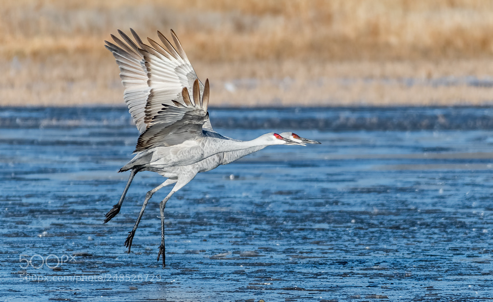 Nikon D500 sample photo. Synchronized takeoff photography