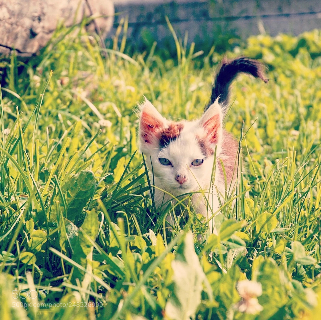 Sony a6000 sample photo. Wer streunert den da photography