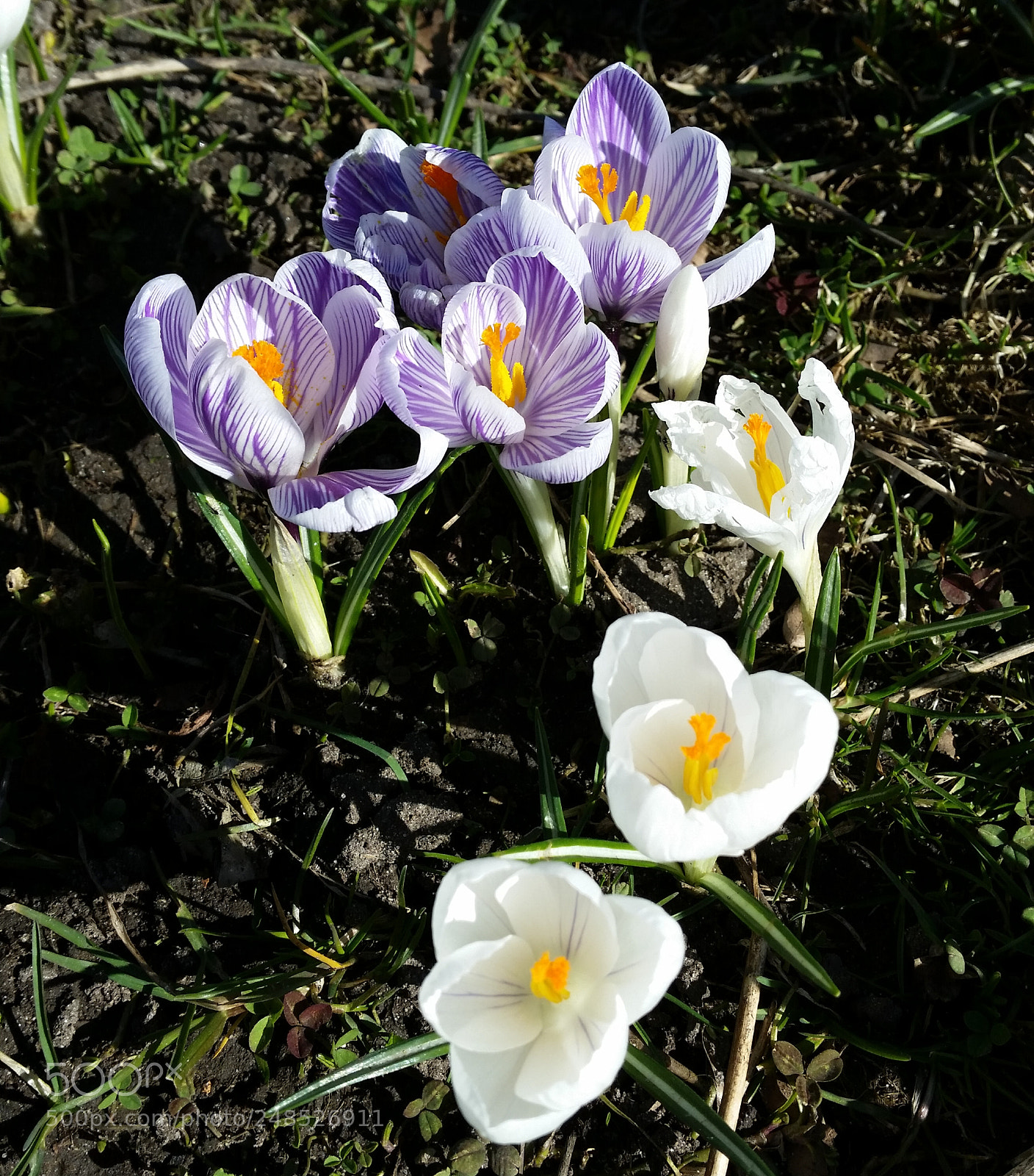 Samsung Galaxy S5 sample photo. Spring time photography