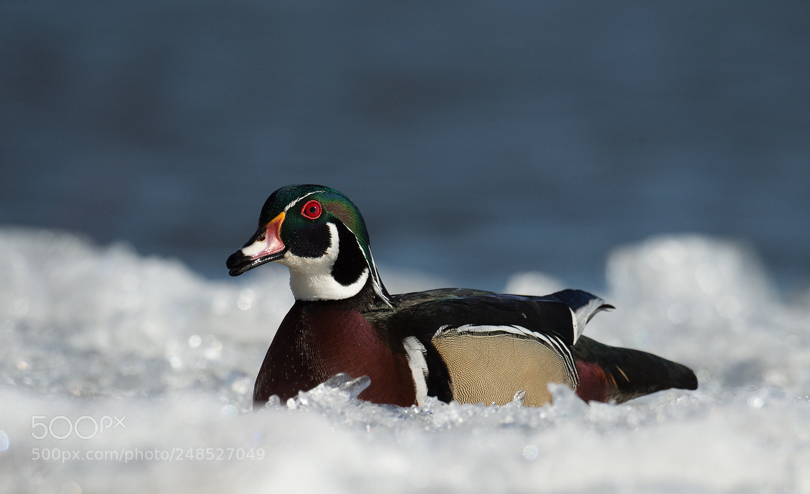 Nikon D4 sample photo. Canard branchu - wood photography