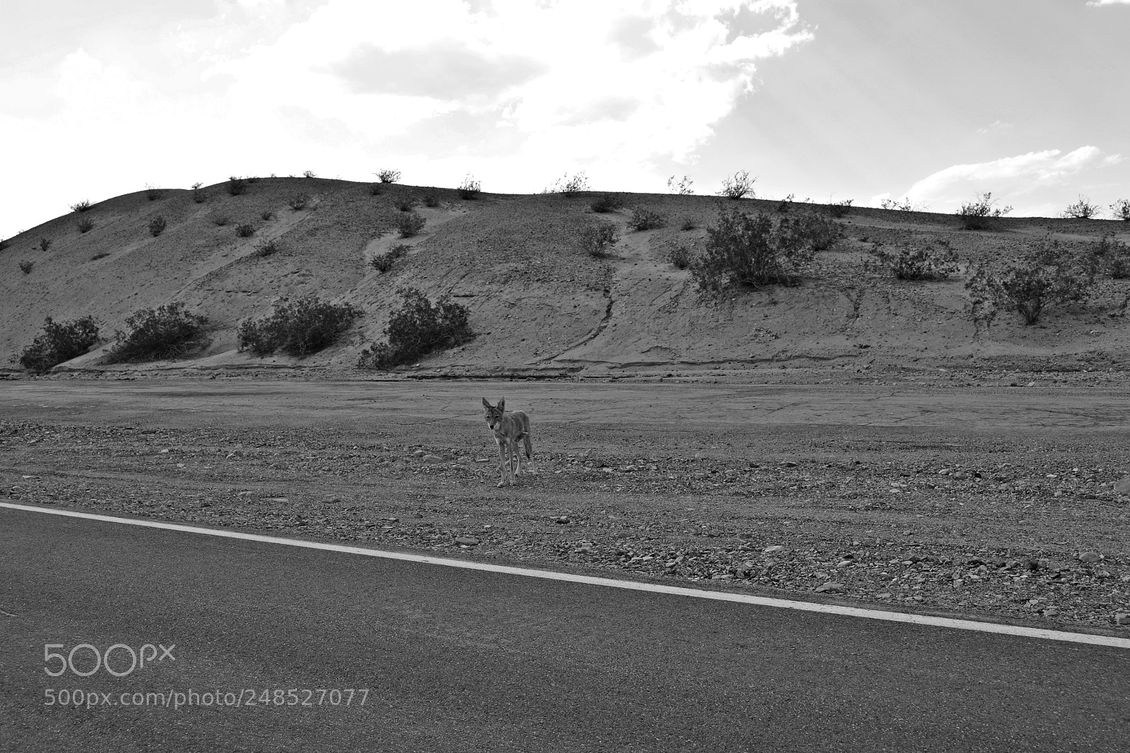 Nikon D3100 sample photo. Coyote company photography