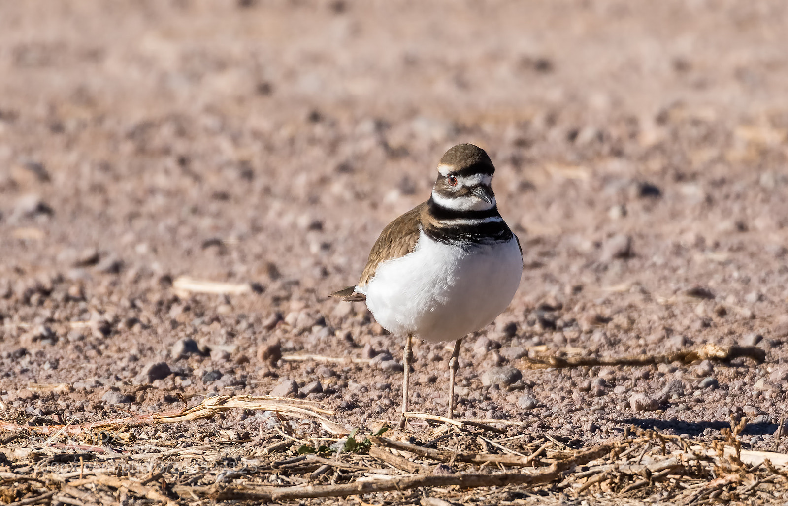 Nikon D500 sample photo. Killdeer photography