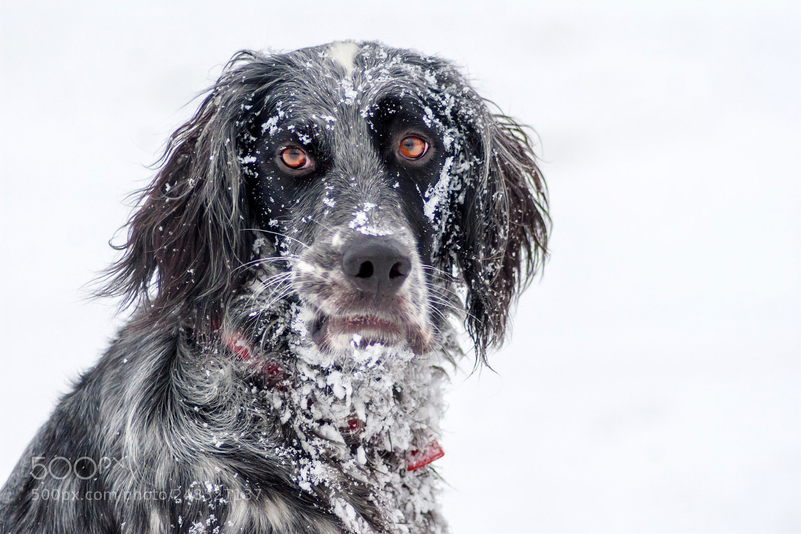 Canon EOS 30D sample photo. Play in the snow photography