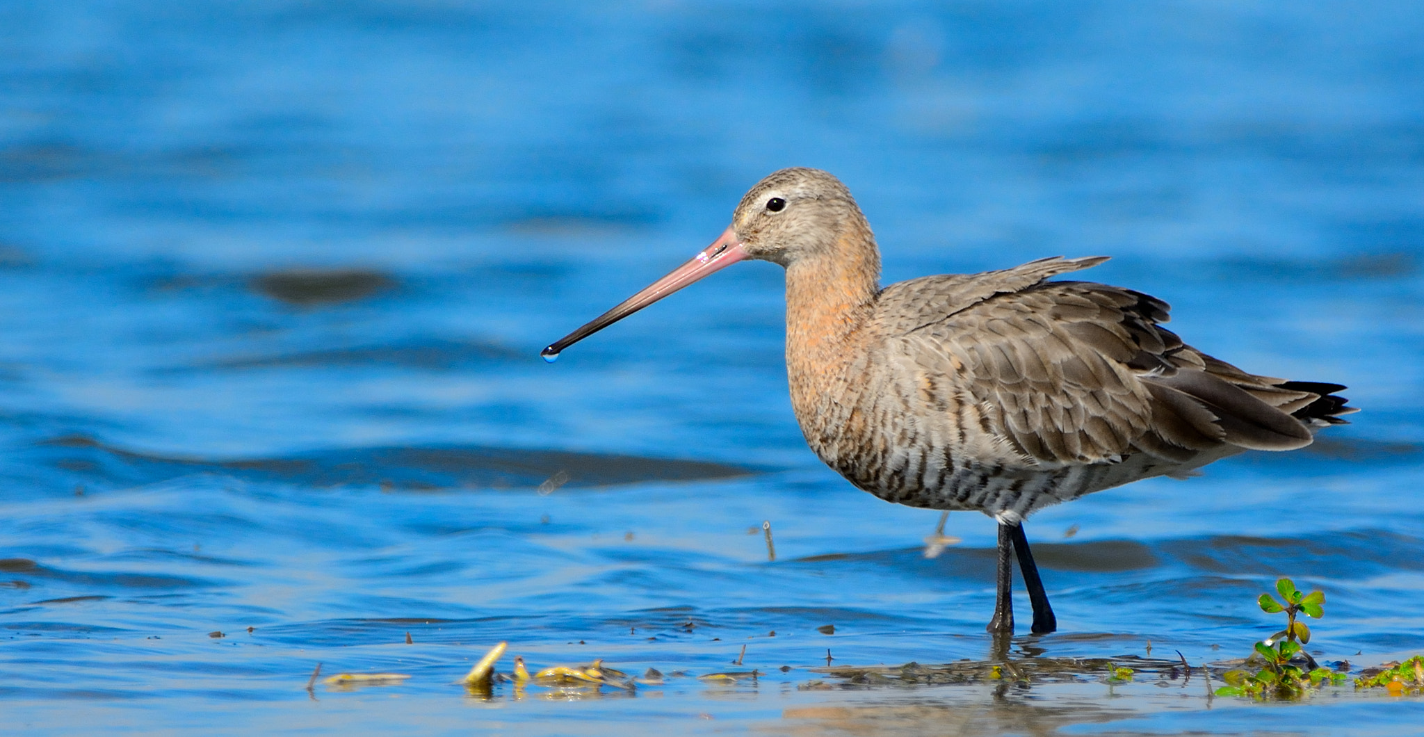 Nikon D7100 + Sigma 150-600mm F5-6.3 DG OS HSM | C sample photo. Black-tailed godwit photography