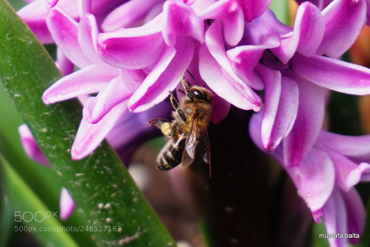 Sony a6000 sample photo. Minicix life " bee " photography