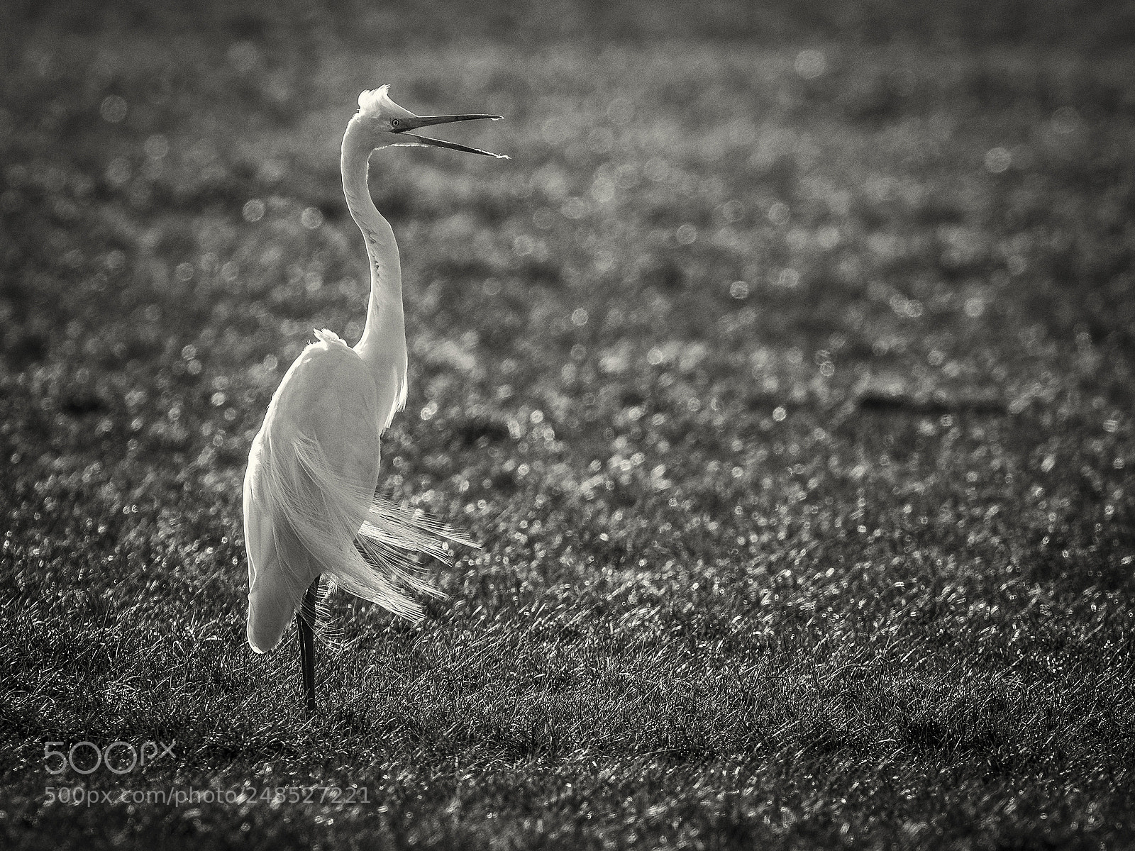 Nikon D500 sample photo. Great egret in b photography