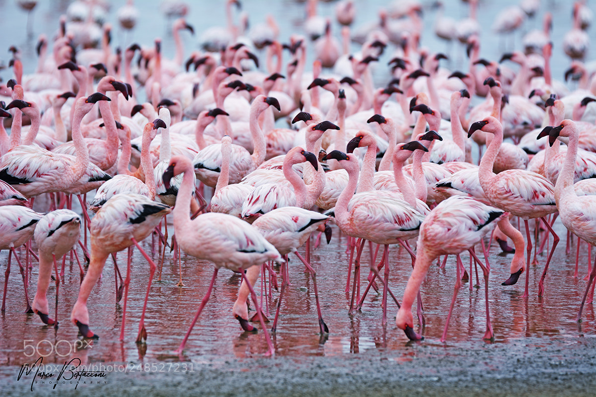 Nikon D7100 sample photo. Flamingos photography