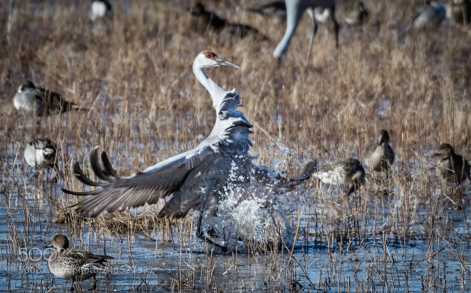 Nikon D500 sample photo. Crash landing, almost photography
