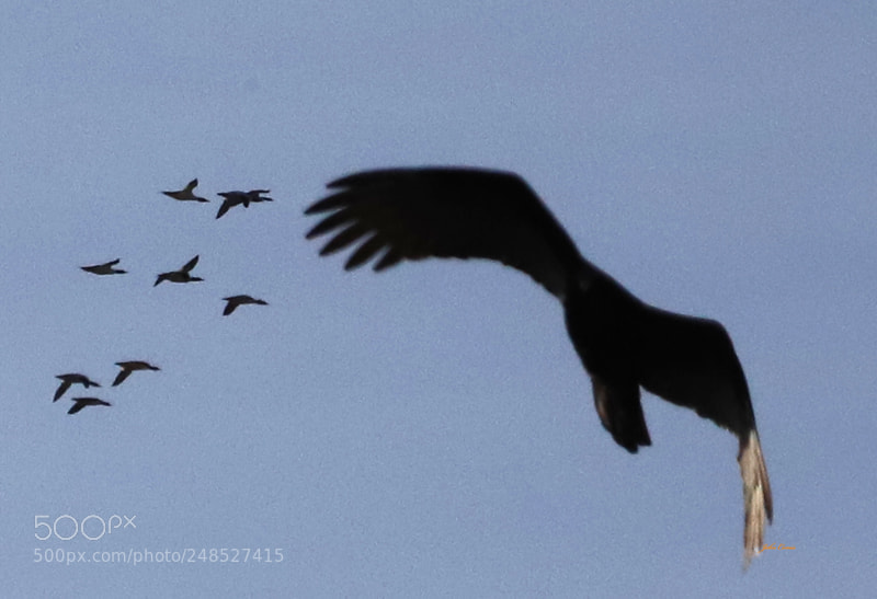 Canon EOS 6D Mark II sample photo. Untitled photography