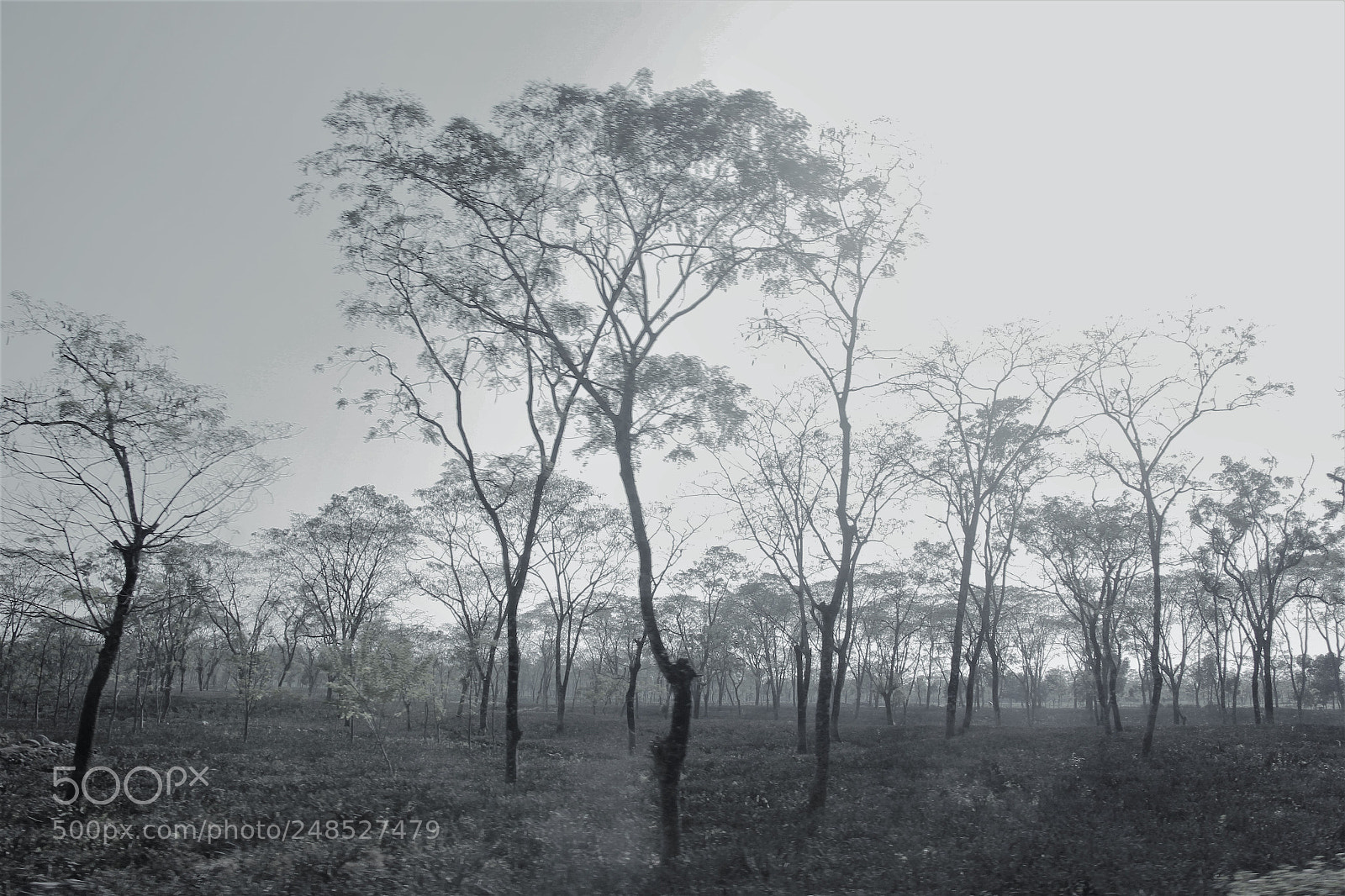 Canon EOS 60D sample photo. Foggy nature photography