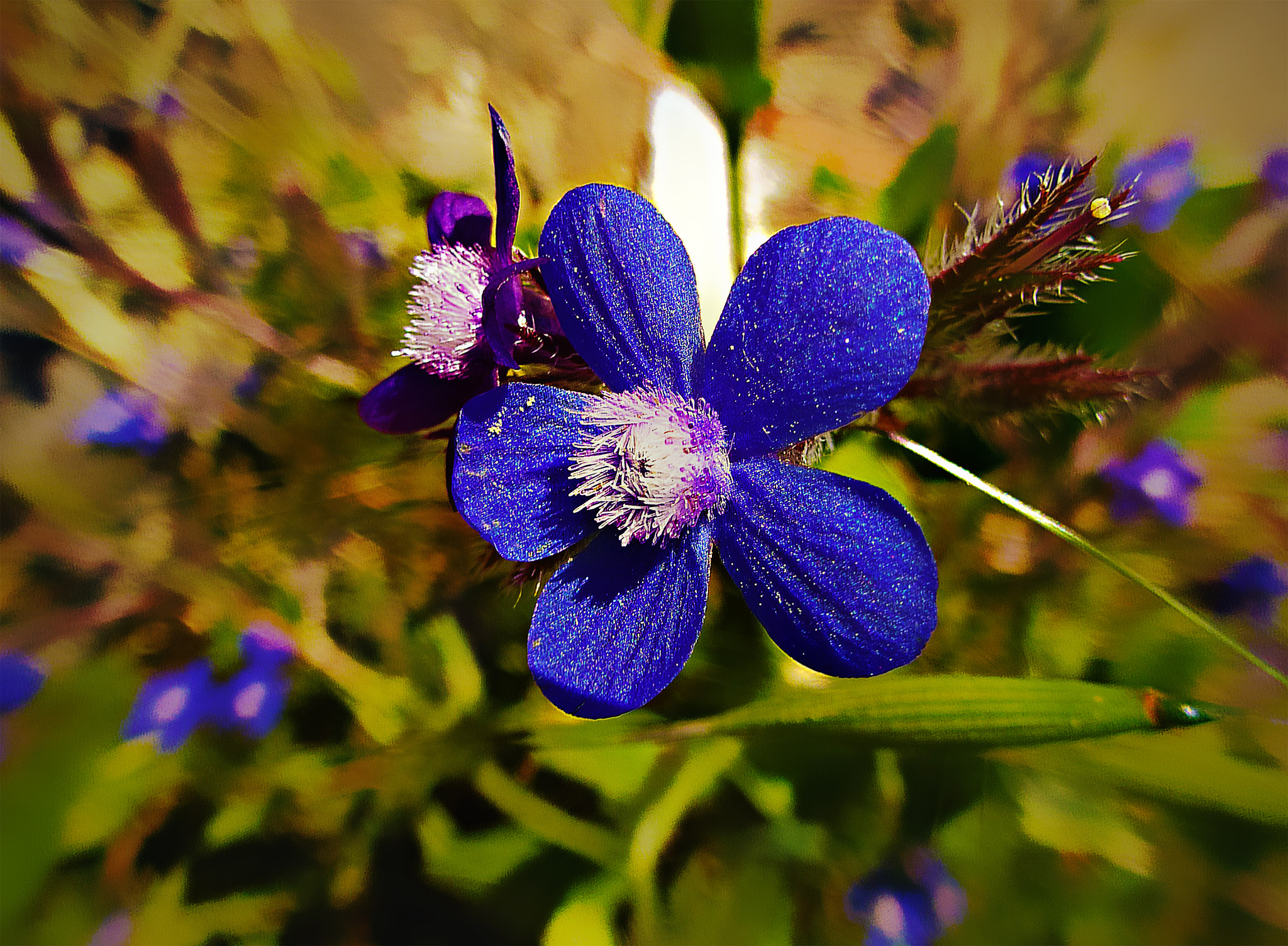 Panasonic Lumix DMC-ZS15 (Lumix DMC-TZ25) sample photo. Macro flower photography