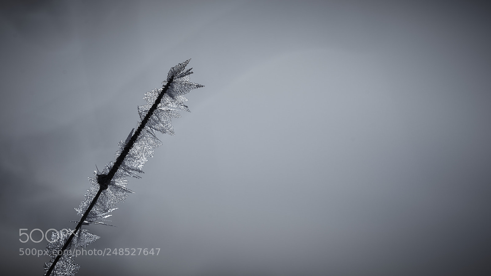 Nikon D800E sample photo. Wings of ice photography