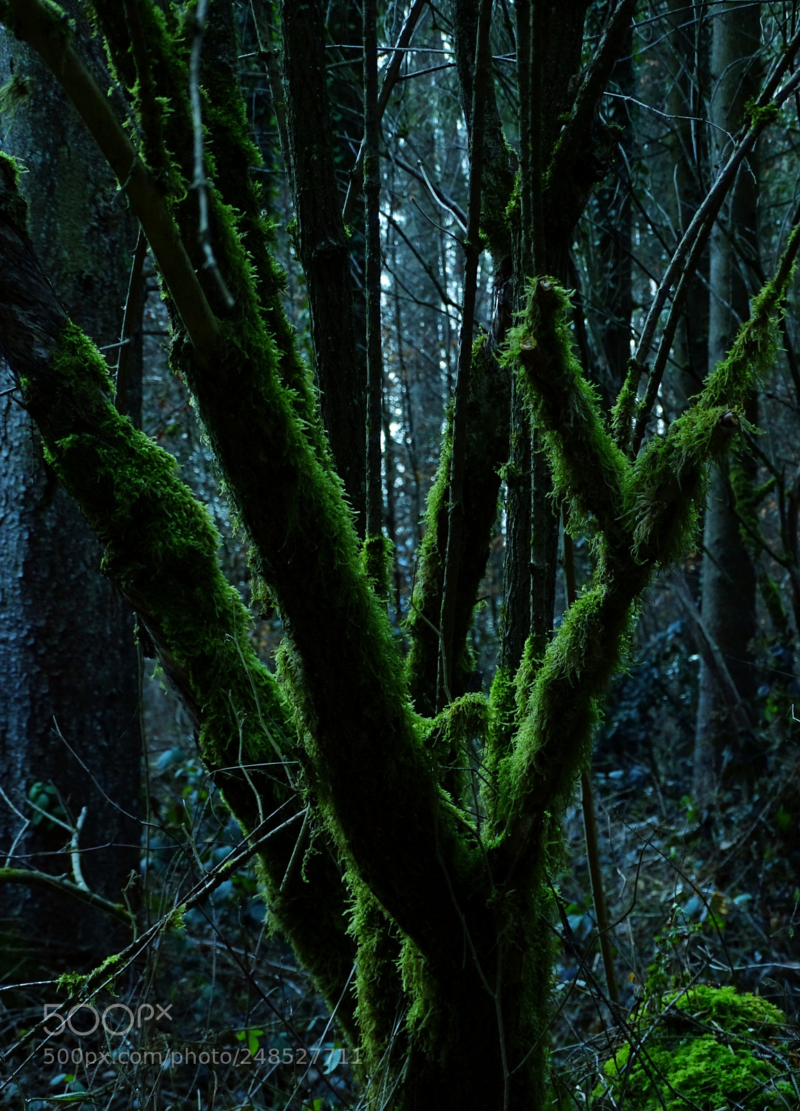 Sony Cyber-shot DSC-HX400V sample photo. Mystic tree photography