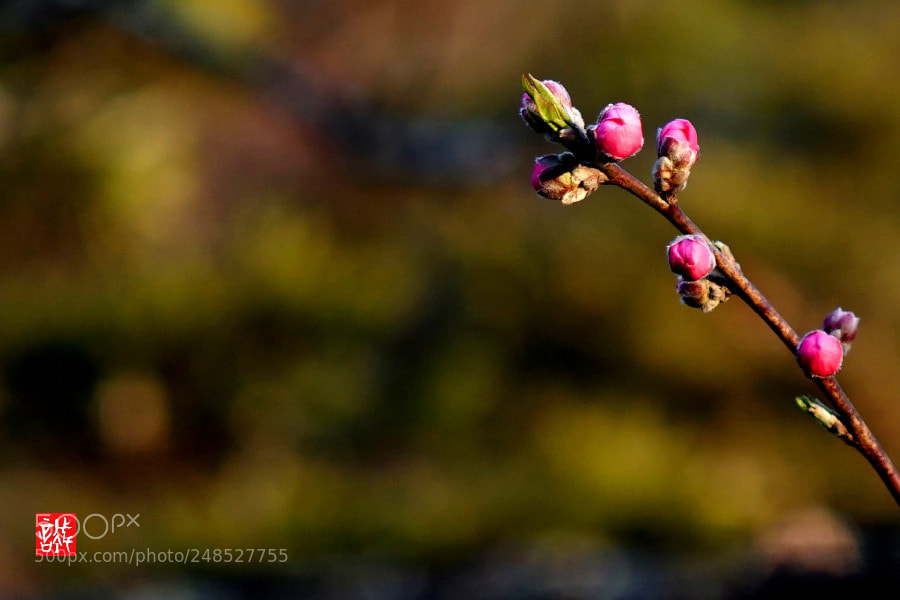 Sony a6500 sample photo. Bud 0307 photography