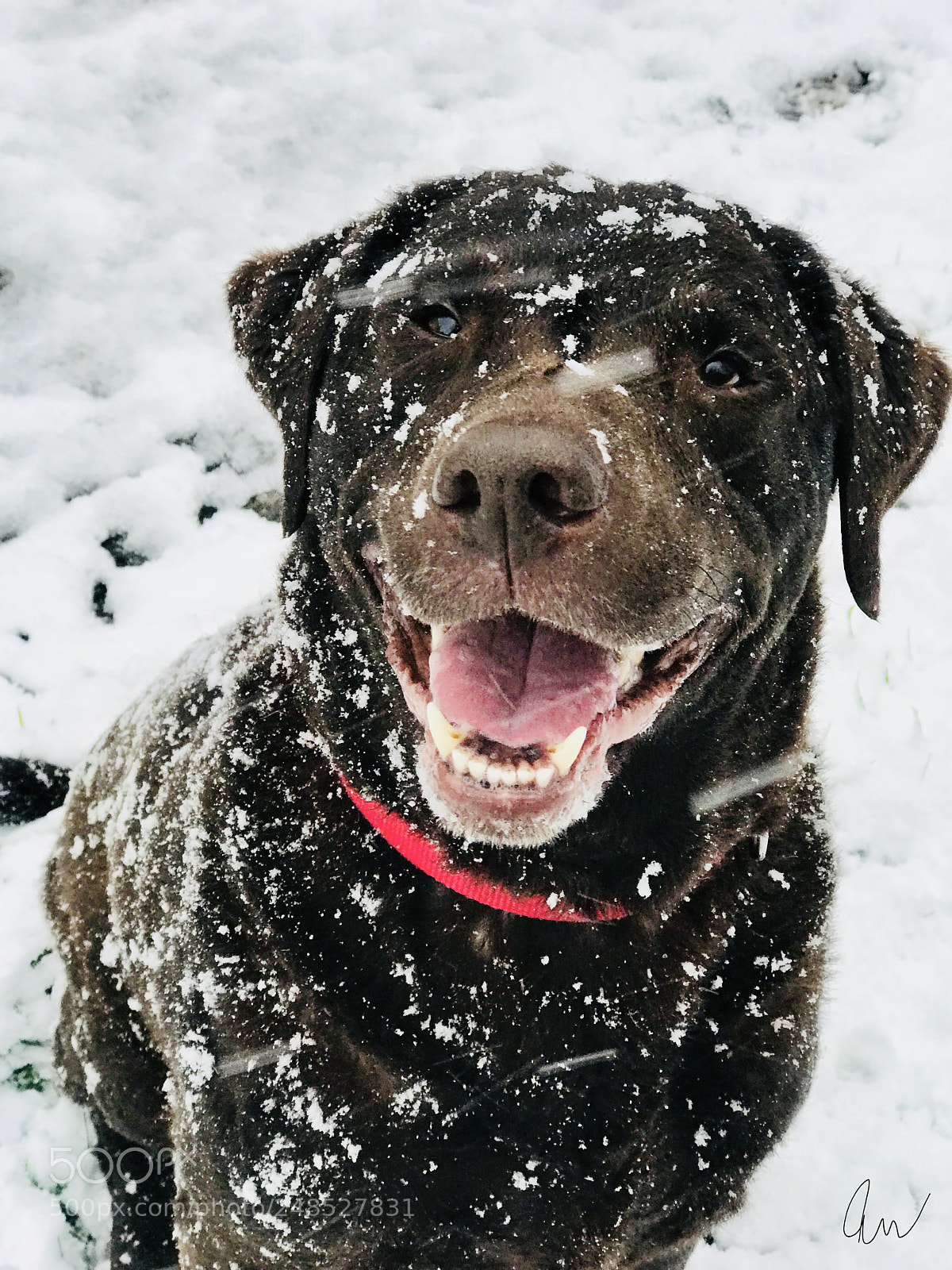 Apple iPhone 7 Plus sample photo. Messi snowed in photography