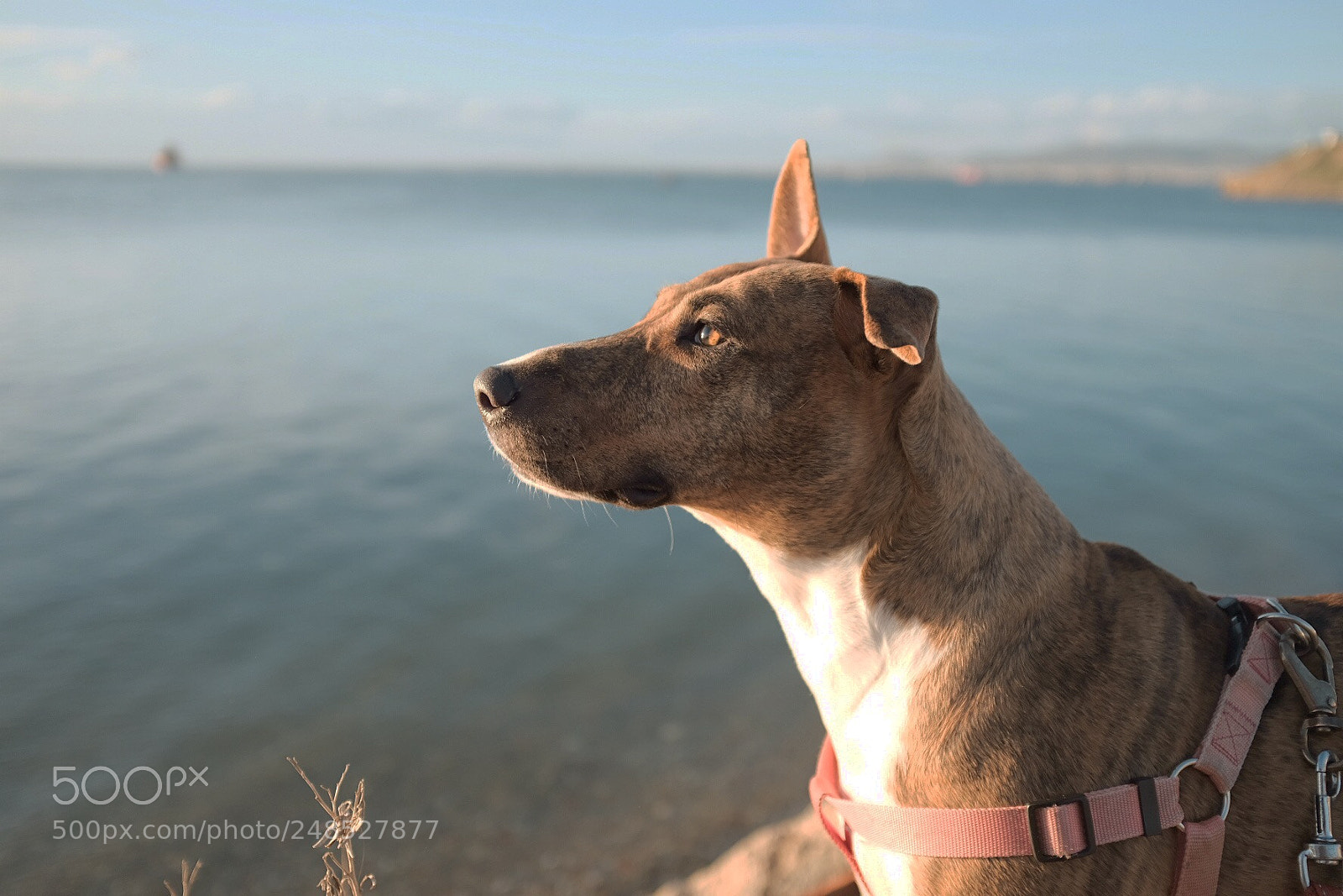 Fujifilm X100F sample photo. My girl no.2 photography
