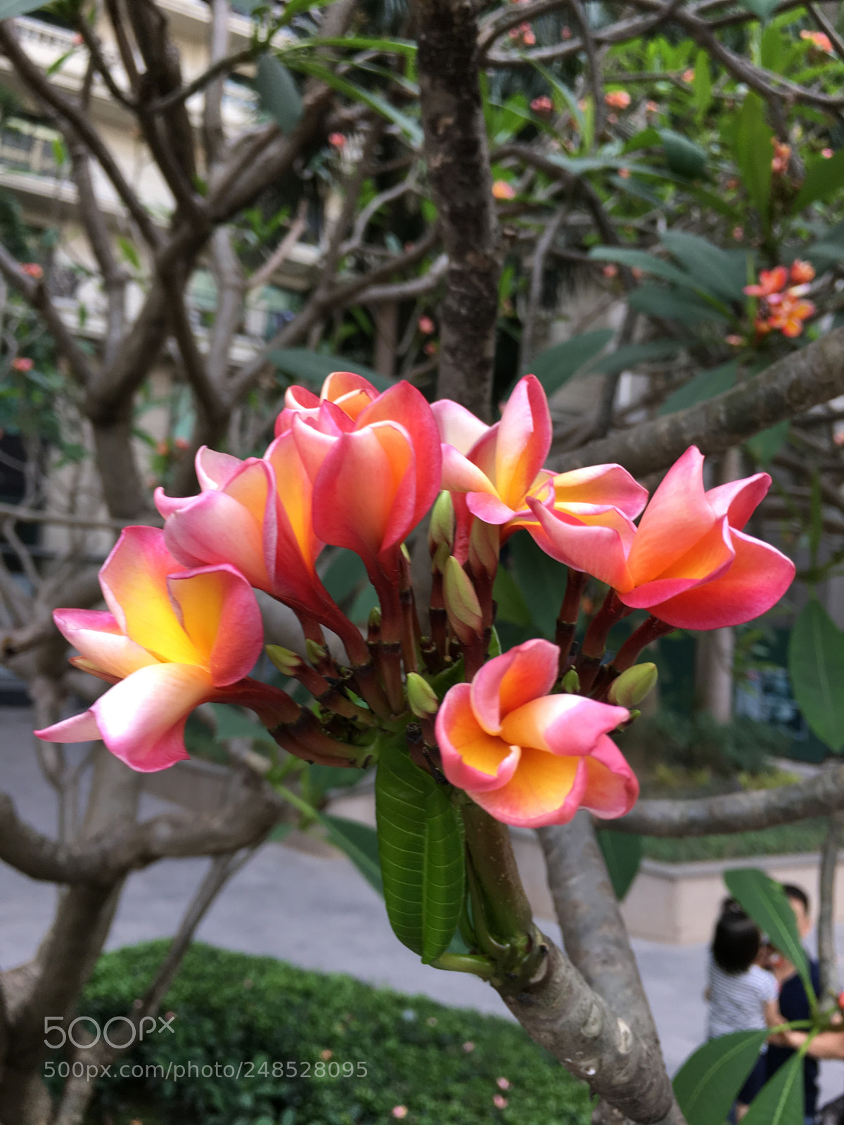 Apple iPhone 6s Plus sample photo. Untitled photography