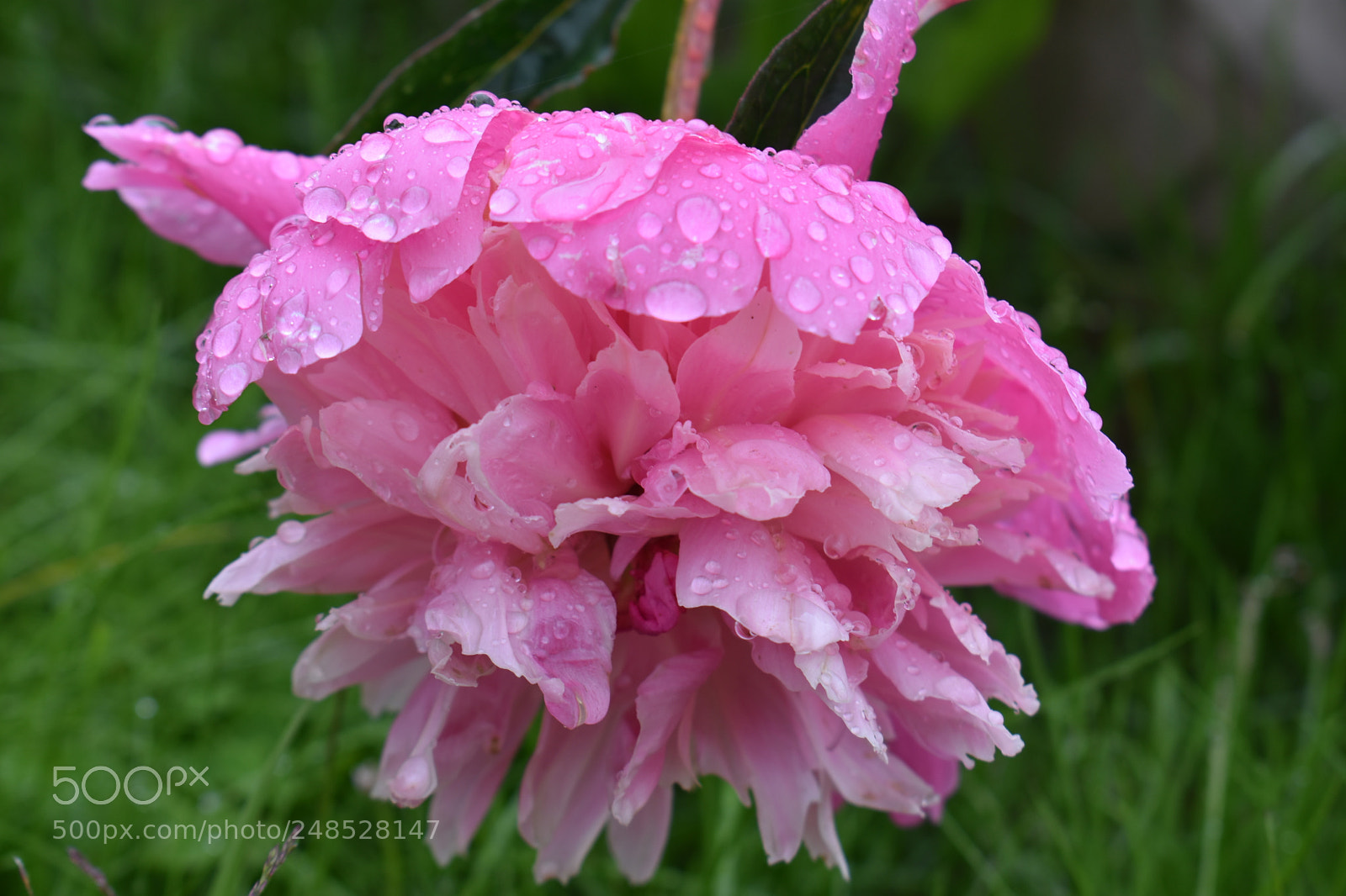 Nikon D3400 sample photo. Untitled photography