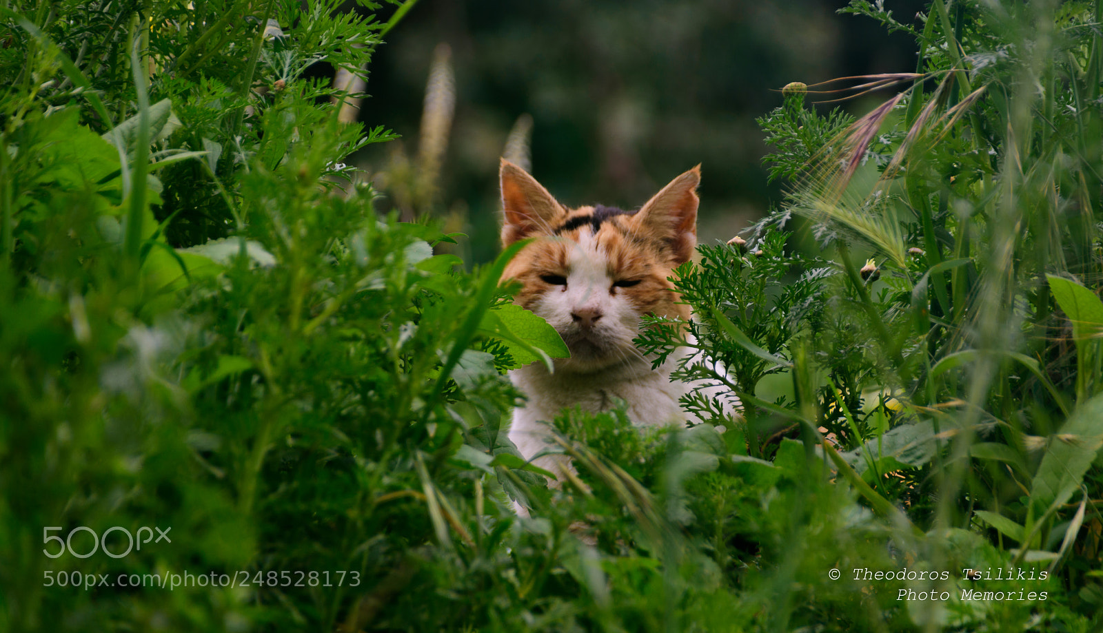Nikon D7200 sample photo. Hide and seek photography